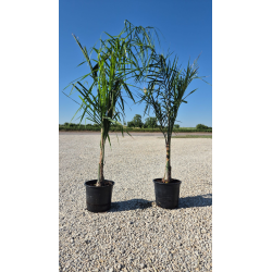 Superbes COCOTIER DE LA REINE (syagrus romanzoffiana)