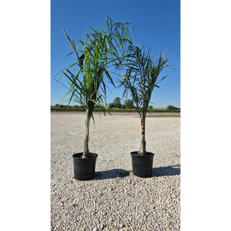 Superbes COCOTIER DE LA REINE (syagrus romanzoffiana)