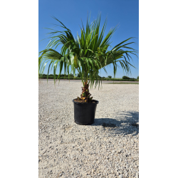 SUBLIMES palmiers LIVISTONIA CHINENSIS