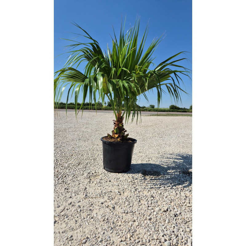 SUBLIMES palmiers LIVISTONIA CHINENSIS