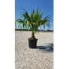 SUBLIMES palmiers LIVISTONIA CHINENSIS