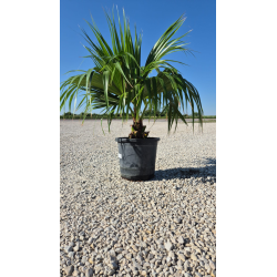 Superbes LIVISTONIA CHILENSIS