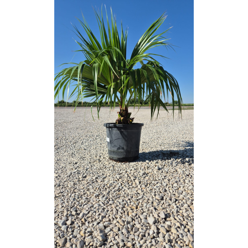 Superbes LIVISTONIA CHILENSIS