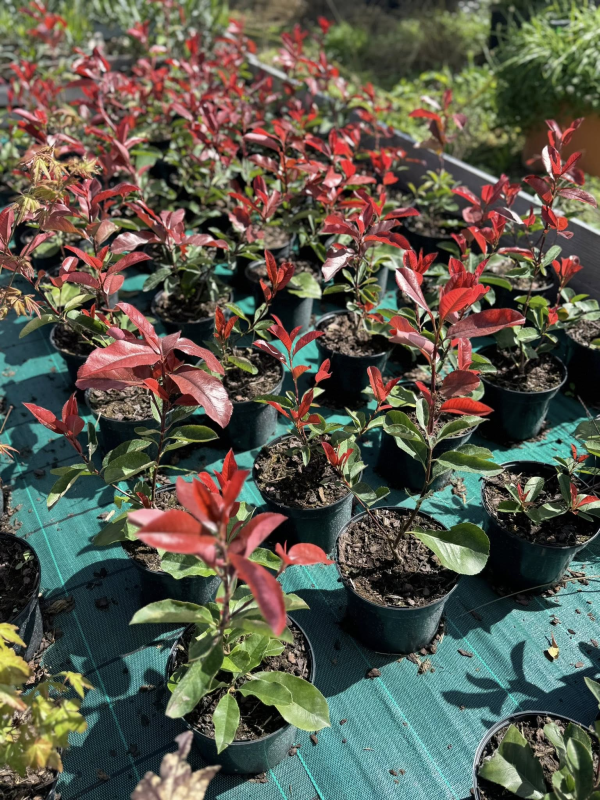 Superbes photinias red robin tosca