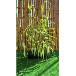 DESTOCKAGE SUBLIMES CANNE DE PROVENCE ( ARUNDO DONAX)