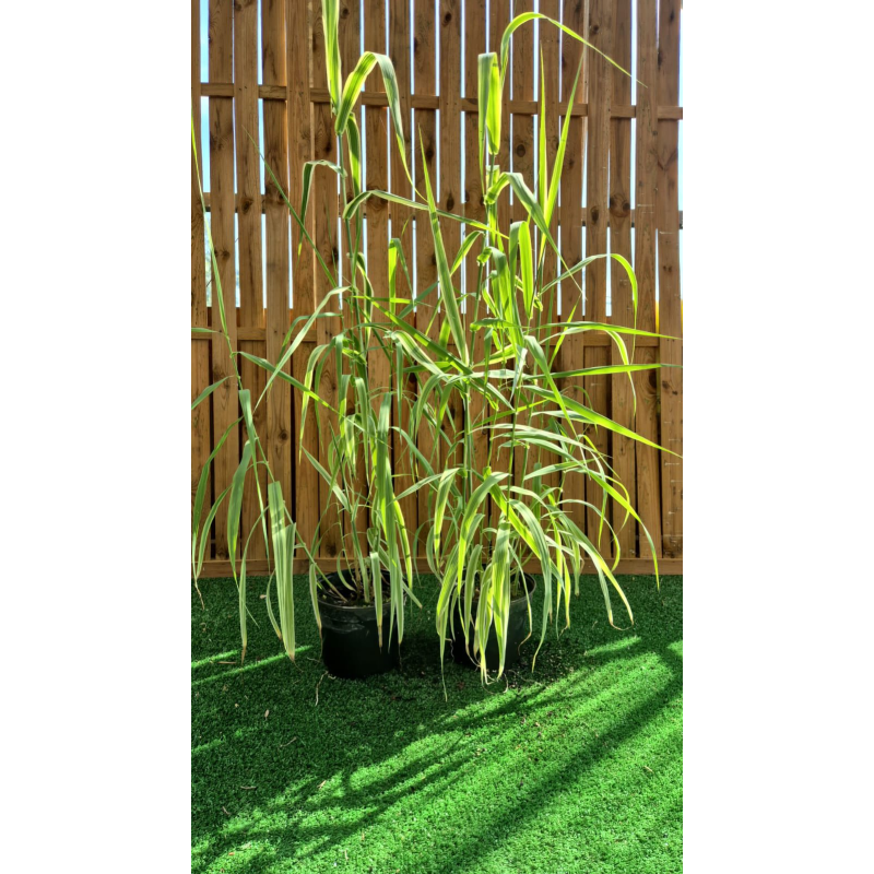 DESTOCKAGE SUBLIMES CANNE DE PROVENCE ( ARUNDO DONAX)