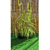 DESTOCKAGE SUBLIMES CANNE DE PROVENCE ( ARUNDO DONAX)