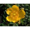 SUBLIMES MILLPERTUIS (millepertuis hypericum x moserianum)