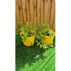 SUBLIMES MILLPERTUIS (millepertuis hypericum x moserianum)