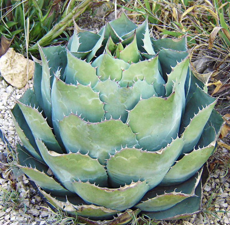 SUBLIMES Agave parrasana globe