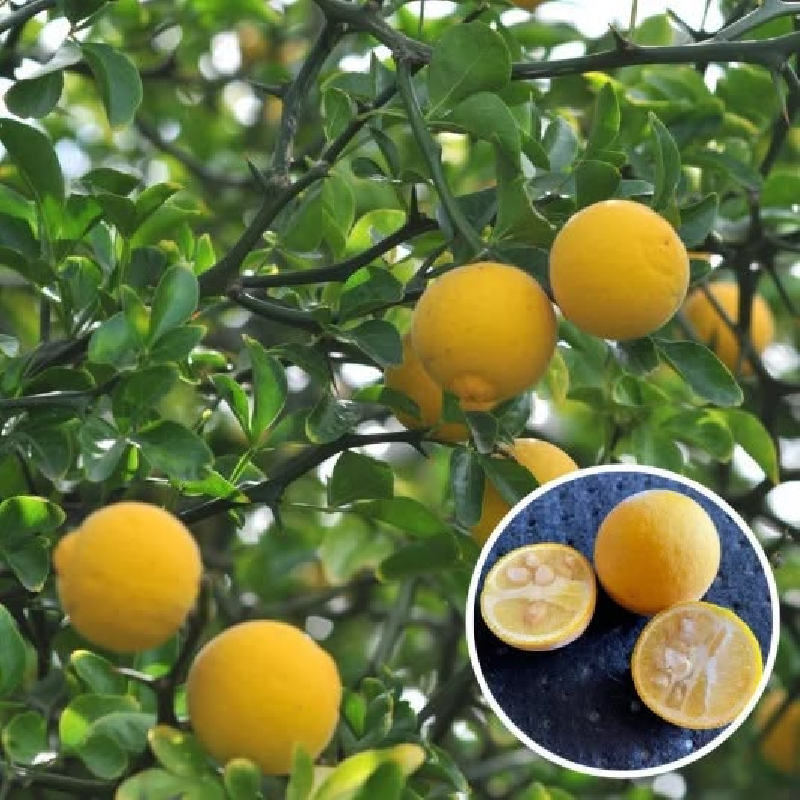 SUBLIMES citronniers Poncirus trifoliata 'Pomeroy