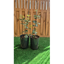 SUBLIMES QUERCUS ILEX ( chêne vert)