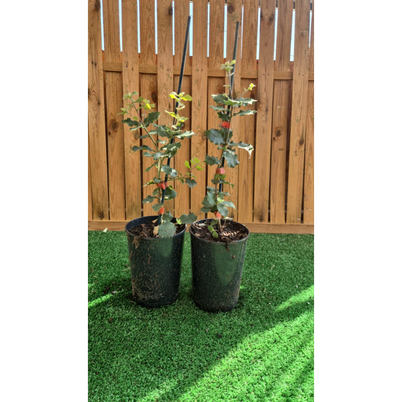 SUBLIMES QUERCUS ILEX ( chêne vert)