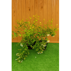 SUBLIMES ABELIA GRANDIFLORA