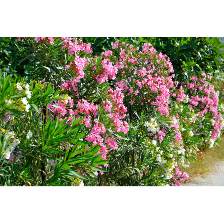 SUBLIMES LAURIER ROSE...