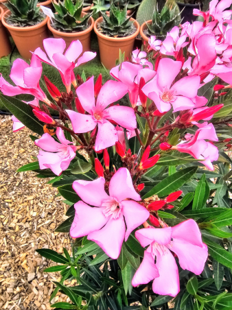 SUBLIMES LAURIER ROSE VILLA...