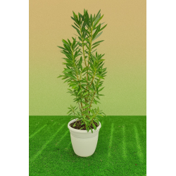 SUPERBES CALLISTEMONS LAEVIS, en pot de 15l blanc deco