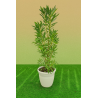 SUPERBES CALLISTEMONS LAEVIS, en pot de 15l blanc deco