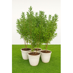 SUPERBES CALLISTEMONS LAEVIS, en pot de 15l blanc deco
