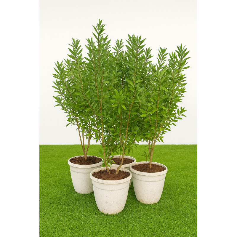 SUPERBES CALLISTEMONS LAEVIS, en pot de 15l blanc deco
