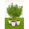 SUPERBES CALLISTEMONS LAEVIS, en pot de 15l blanc deco