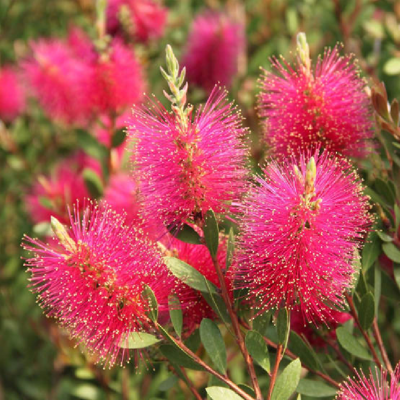 Superbes callistemons pink,
