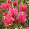 Superbes callistemons pink,