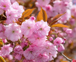 PETIT PRIX !!!  Cerisier à fleurs du Japon - Prunus serrulata Kanzan