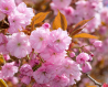 PETIT PRIX !!!  Cerisier à fleurs du Japon - Prunus serrulata Kanzan
