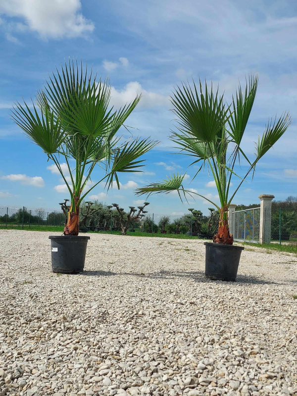SUBLIMES WASHINGTONIAS FILIFERA
