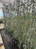 SUPERBES EUCALYPTUS GUNNI