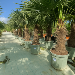 SUPERBES PALMIERS TRACHYCARPUS FORTUNEI