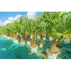 SUPERBES PALMIERS TRACHYCARPUS FORTUNEI
