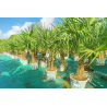 SUPERBES PALMIERS TRACHYCARPUS FORTUNEI