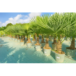 SUPERBES PALMIERS TRACHYCARPUS FORTUNEI