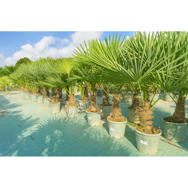 SUPERBES PALMIERS TRACHYCARPUS FORTUNEI
