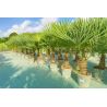 SUPERBES PALMIERS TRACHYCARPUS FORTUNEI