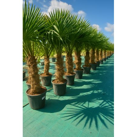 SUPERBES PALMIERS...
