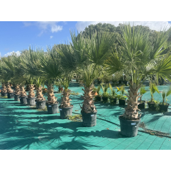 SUPERBES PALMIERS WASHINGTONIAS FILIFERA