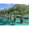 SUPERBES PALMIERS WASHINGTONIAS FILIFERA
