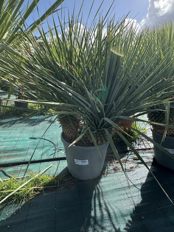 SUPERBES YUCCA ROSTRATA BLEU DOUBLE TRONCS