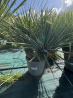 SUPERBES YUCCA ROSTRATA BLEU DOUBLE TRONCS