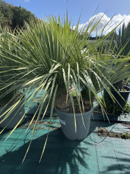SUPERBES YUCCA ROSTRATA BLEU DOUBLE TRONCS