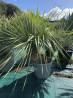 SUPERBES YUCCA ROSTRATA BLEU DOUBLE TRONCS