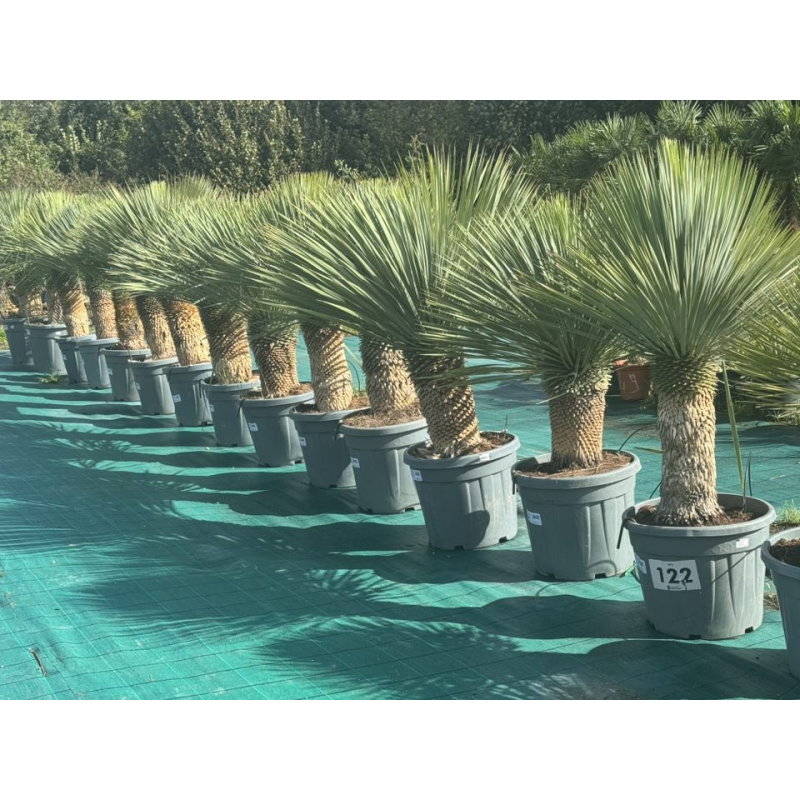 SUPERBES YUCCA ROSTRATA BLEU