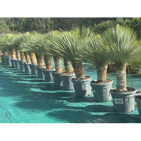 SUPERBES YUCCA ROSTRATA BLEU