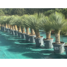 SUPERBES YUCCA ROSTRATA BLEU