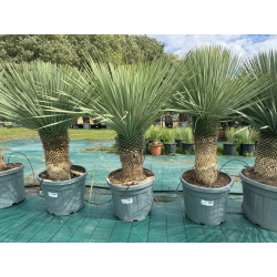 SUPERBES YUCCA ROSTRATA BLEU