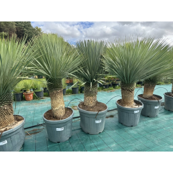 SUPERBES YUCCA ROSTRATA BLEU