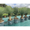 SUPERBES YUCCA ROSTRATA BLEU